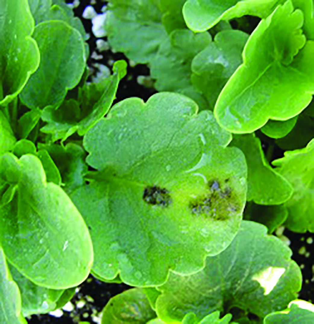 Photo of pansy leaf infected with early cercospora leaf spot